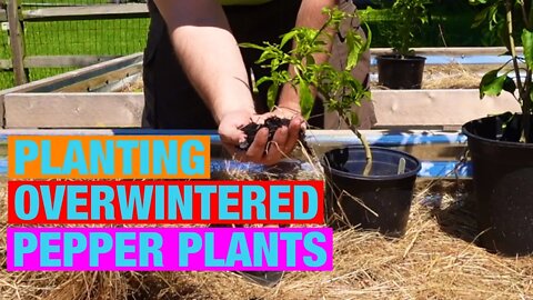 Planting the overwintered pepper plants in raised garden beds.