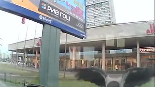 Playful crow rides windshield wipers for fun