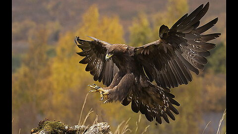 GOLDEN EAGLE — the winged assassin that attacks humans and wolves! Golden eagle