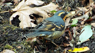 Varied Thrush