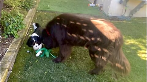 Cavalier plays with giant big brother