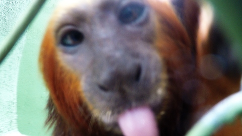 Rescued Monkeys Are Extremely Curious About Cameras