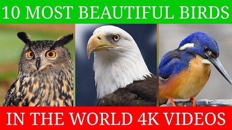 10 Most Beautiful Birds In The World Videos | 4K video