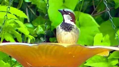 IECV NV #328 - 👀 House Sparrows In The Backyard 🐤🐥 5-19-2017