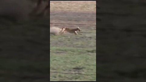 Part 3 unbelievable 😱 Hare 🐇 with high speed chasing from two Greyhounds Dogs 🐕 Galgos y liebres