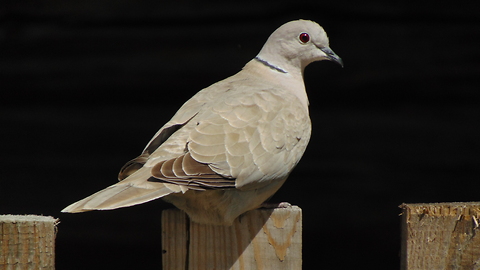 The Eurasian collared dove