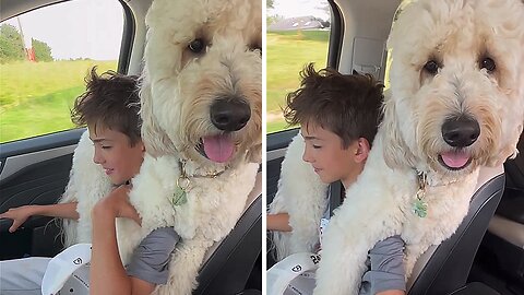 Clingy Goldendoodle loves human friend