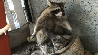 Dog and raccoon share incredible bond