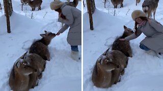Hand-feeding friendly wild deer in the snow