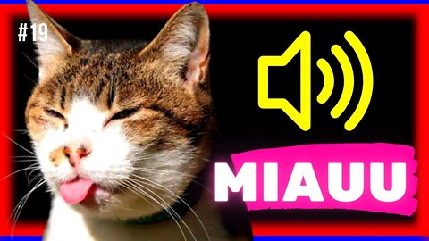 Gatitos maúllando - Part 20