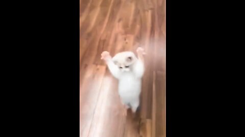 The cat is walking with its hands up