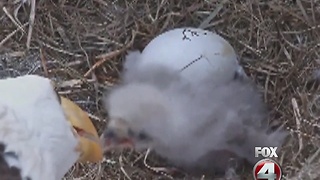 Eagles wait for second egg to hatch