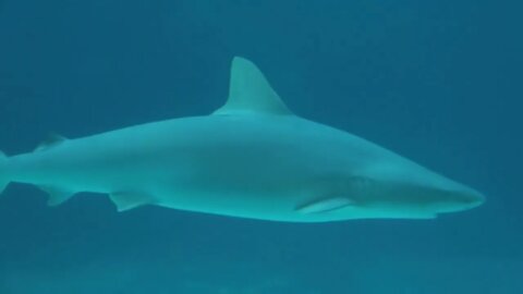 Camera Tracking Shark Across Murky Blue Water
