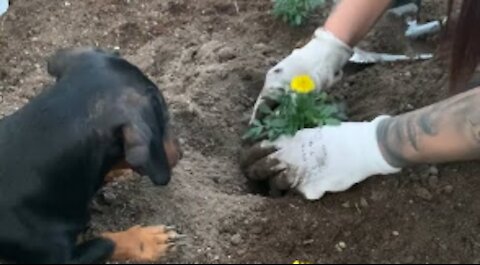 Dog Digs Holes to Help Owner Plant Flowers While Gardening
