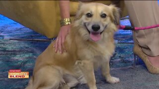 Humane Society of Tampa Bay | Morning Blend