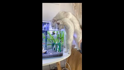 Thirsty cat and kitten drinking water of fishes while standing difficult