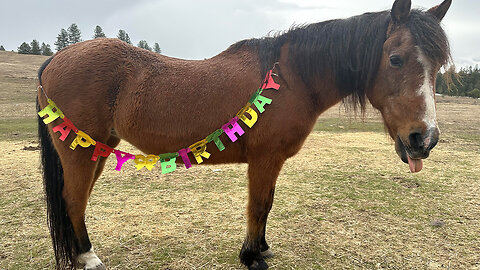 Horse turns 30 after vets said she'd die