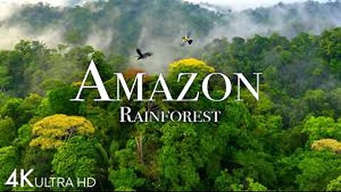 The Wildlife Inhabiting the Heart of the Amazon Rainforest-Nature Videos of Amazon Jungle