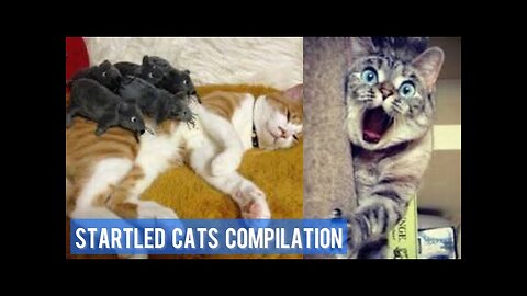 Funny Scared Cat Videos - Startled Cats Compilation | Hilarious Cats