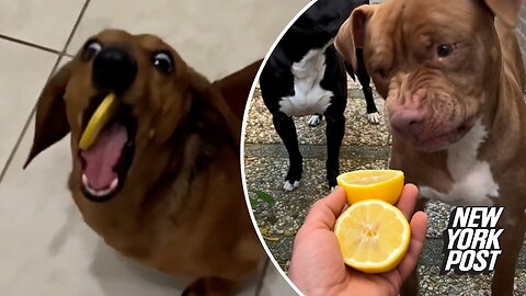 Veterinarian is 'sour' on 'Dog vs. Lemons' TikTok trend