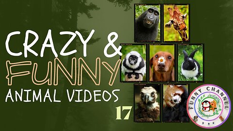 Funny Animals 17 | Funny Channel