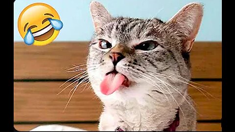 Funny Animal Videos 2023 😂 Funniest Dogs and Cats Video 😺😍