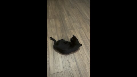Cute cat chases his own tail!!!!