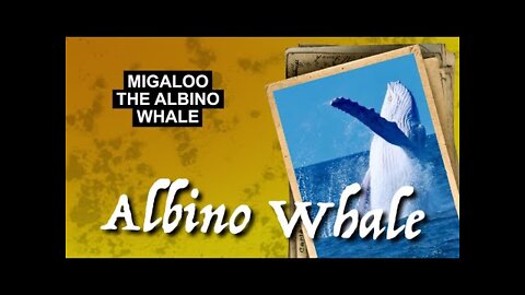 Migaloo the Albino Whale