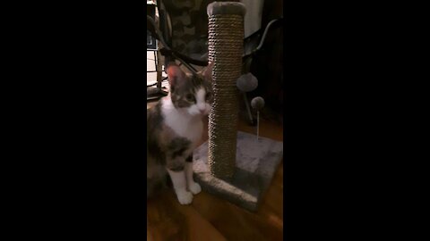 Cat finally uses scratching post