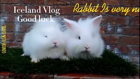 "Hop into Happiness: A Rabbit's Joyful Journey"?