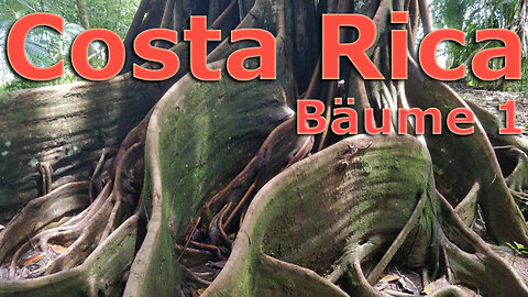 (009) Costa Rica sehenswert | Bäume 1 | Guanacaste, Feuchter & Trockener tropischer Regenwald