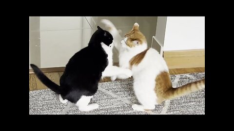 Fight cute 😄Tom vs Mimi