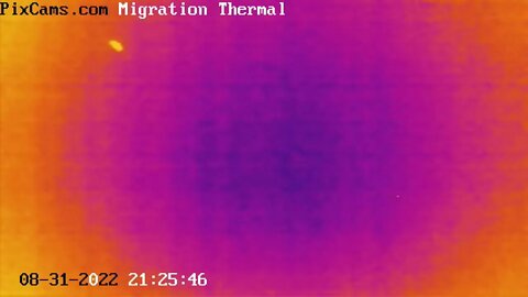 Fall Migration 2022 Thermal Camera - 8/31/2022 - Larger bird at low altitude - slow motion