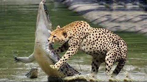 AGGRESSIVE CROCODILE VS CHEETAH