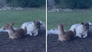 Dog And Deer Preciously Cuddle Together