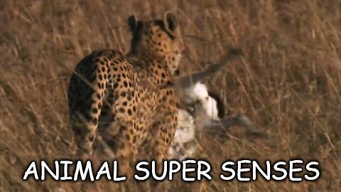 Documentary Educational: Animal Super Senses: Sight Hearing Touch Smell Taste