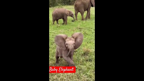 cute Baby Elephant || little cute baby Elephant