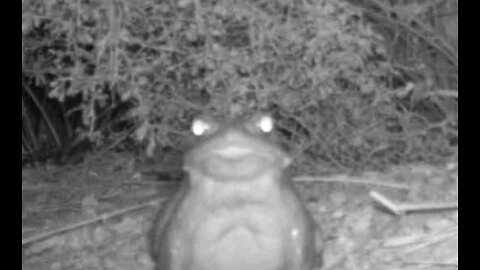 FRIDAY FUNNY - NATIONAL PARK SERVICE ASKS PEOPLE TO NOT LICK THE PSYCHEDELIC TOADS