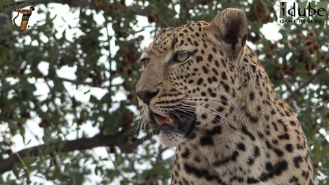 Male Leopard With An Impala, Drinking, Avoiding Hyenas | Adventures In Africa