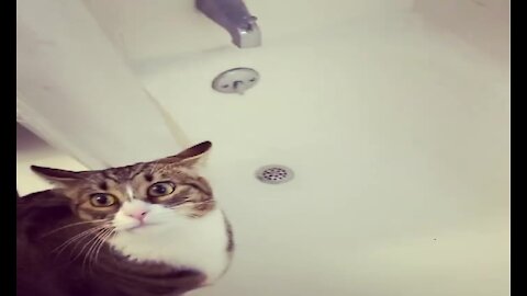 Cat tries to drink from shower without getting wet