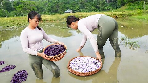 Harvesting mussels and snails go to market sell, cooking, village daily life