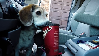 Hidden Camera Catches Crafty Beagle Stealing Coffee Without Spilling It