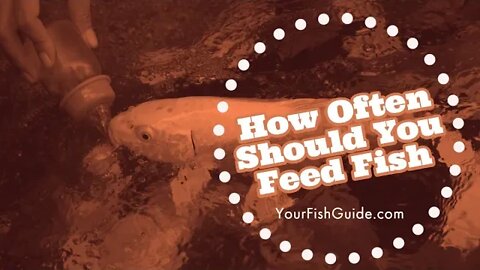 How Often Should You Feed Fish? ~ Don't OVER Feed | Educational