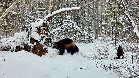 Followed By A Wolverine