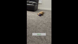 Watch golden retriever dog grow. (Cute)