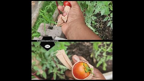 #tomato In A #footie #protection #method #results - #catshobbycorner