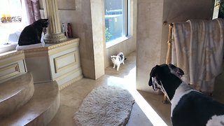 Vocal puppy learns to give cats their space