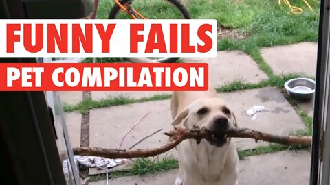 Epic Animal Fail Compilation | Funny animals pets dogs cats