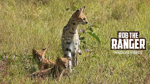 Three Serval Kittens! | Maasai Mara Safari | Zebra Plains