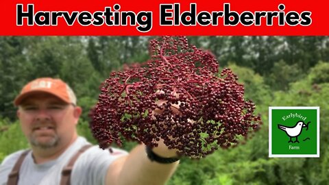 What Do Elderberries look like | Harvesting Elderberries